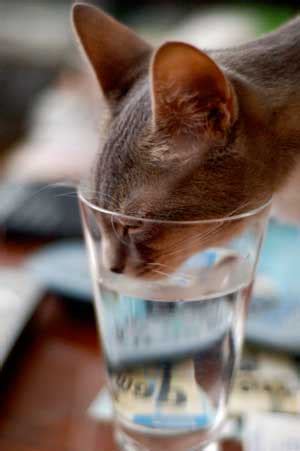 23. Water, domestic cat | UFO | Cats Protection LearnOnline