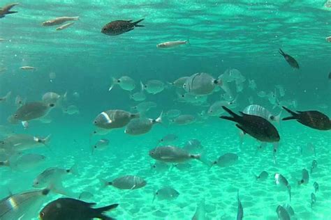 Snorkel En Cala En Brut Desde Ciudadela Reserva En Civitatis