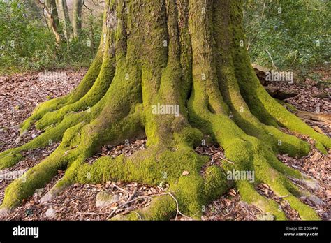 Moss Covered Roots Of An Old Beech Fagus Sylvatica Hi Res Stock