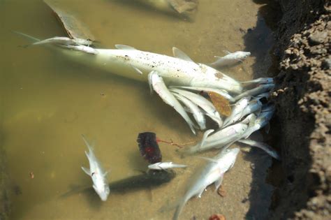 Aparecen Peces Muertos En El Estero Del Yugo Al Norte De Mazatl N