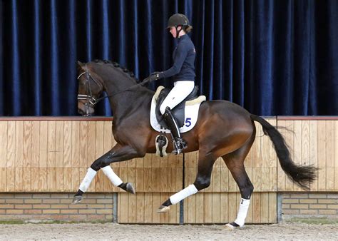 Ten dressage stallions added to KWPN stallion stock - Breeding News for ...