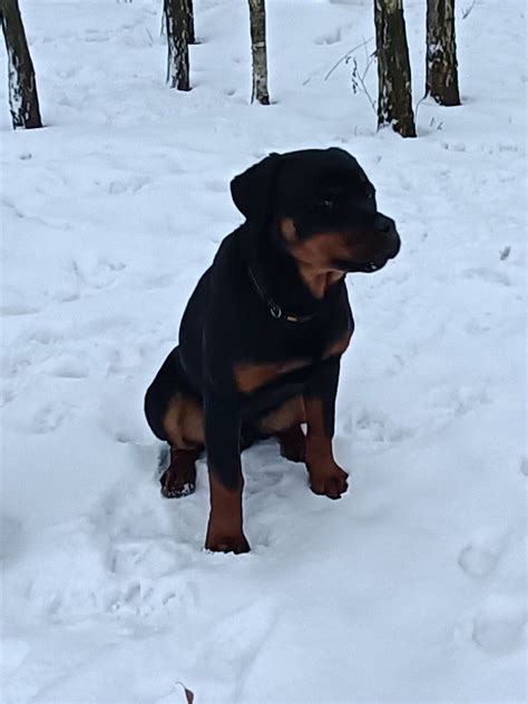 Rottweiler piękny piesek ZKwP Malinowice OLX pl