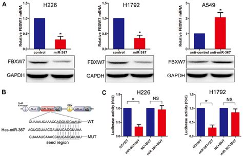 Mir Downregulates Fbxw Expressions By Directly Targeting Its