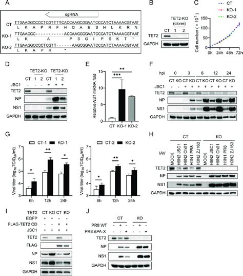 Loss Of Tet2 Enhances Iav Replication Crispr Cas9 Mediated Tet2