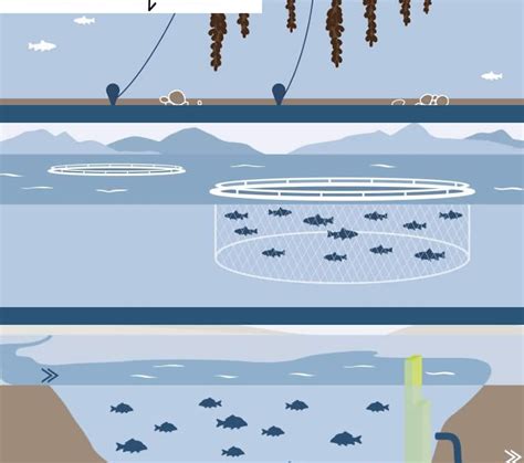 Forms Of Aquaculture AQUABEST SEAFOOD Fresh Tilapia Rainbow Trout