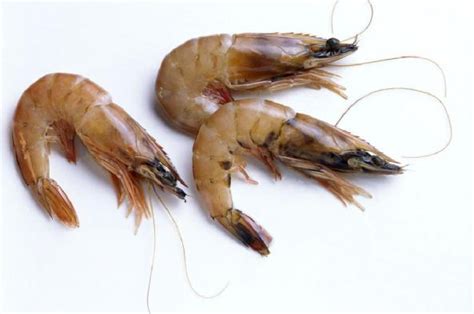 Vannamei shrimp bulk production - Morvish