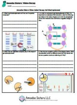 Amoeba Sisters Meiosis Worksheet Answer Key : Kaufmann, Stephanie ...