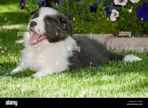 Nine Week Old Border Collie Puppy Stock Photo Alamy