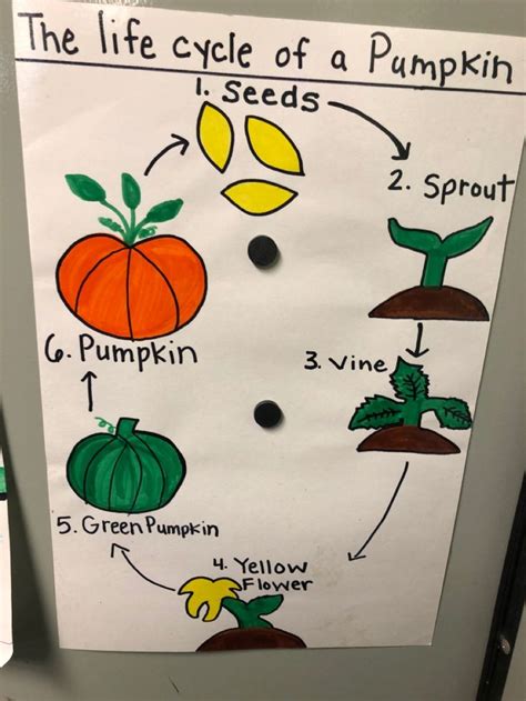 Pumpkin Life Cycle Anchor Chart Printable Templates Free