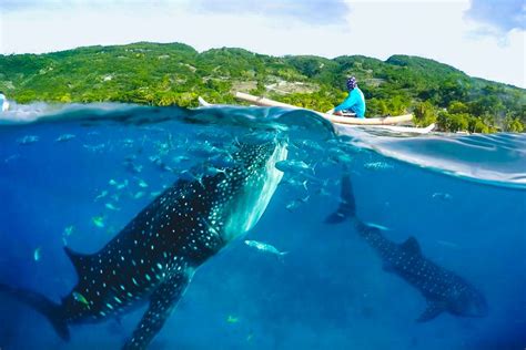 Oslob Whales Shark Tumalog Falls Encounter Takemetour