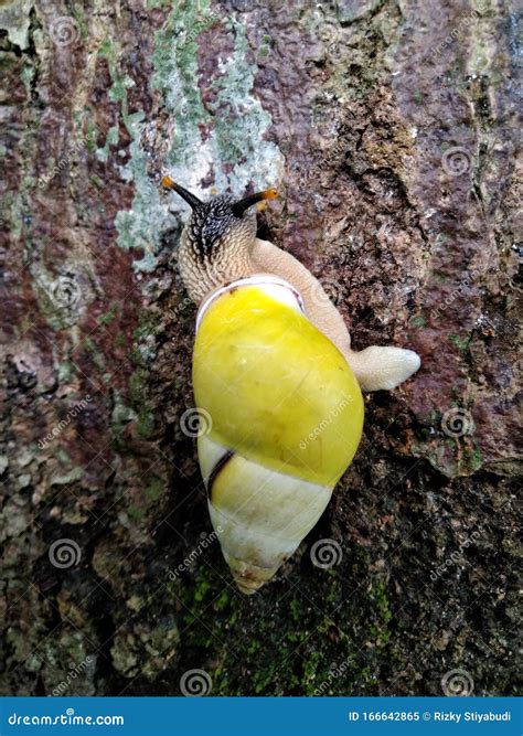 Most Colorful Snail With A Yellow Shell On A Tree Trunk Royalty Free