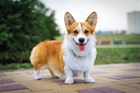 Pembroke Welsh Corgi Stock Photos Pictures And Royalty Free Images Istock