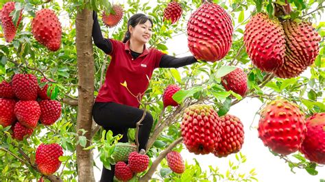 AMAZING HOW TO HARVEST SOURSPONSE FRUITS Goes To The Market Sell Make