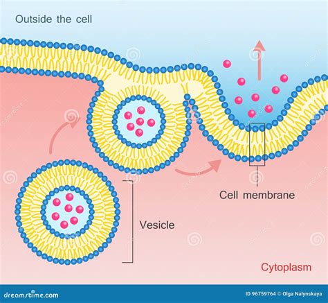 Exocytosis Vesicle Transport Cell Membrane Stock Vector Illustration