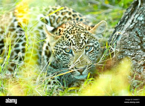 Leopard Cub At Sabi Sands Private Game Reserve Mpumalanga South