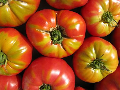 How To Grow Greenhouse Tomato Plants From Seed The Garden Of Eaden