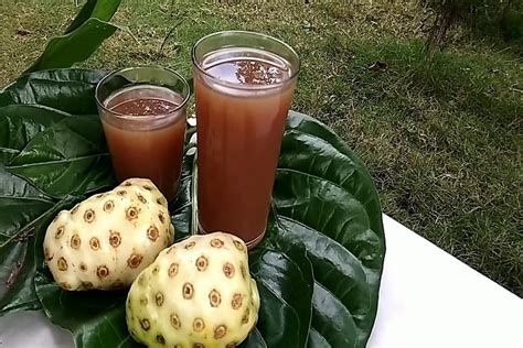 Manfaat Dari Jus Buah Mengkudu Yang Sangat Baik Untuk Tubuh