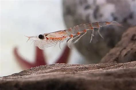 Krill - Facts, Size, Diet, Pictures - All Animal Facts