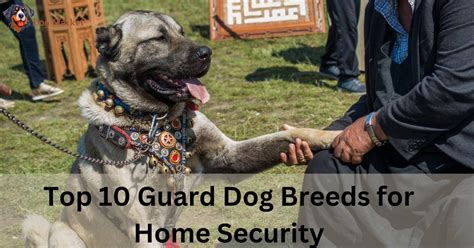 Top 10 Guard Dog Breeds for Home Security - dogmarket