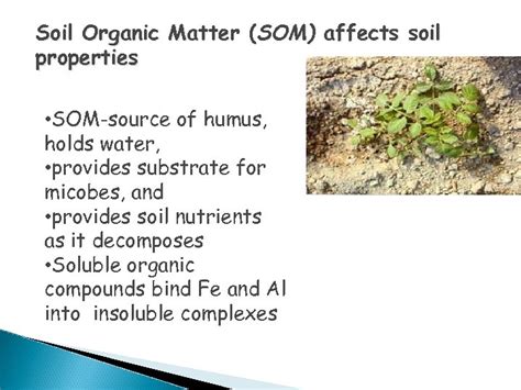 Chapter three Soil Organic Matter Soil Organic