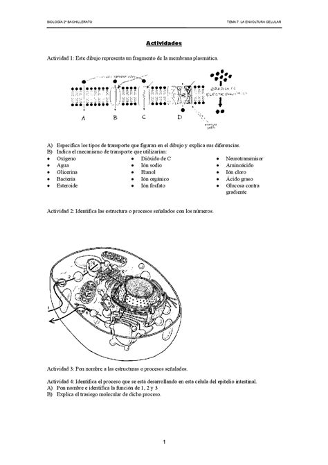 Son Actividades De Membrana Plasmática Ejercicios De Biología Docsity