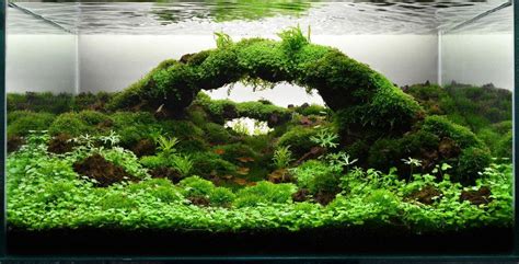 Lava Rock Aquascape Ideas - Aquascape Ideas