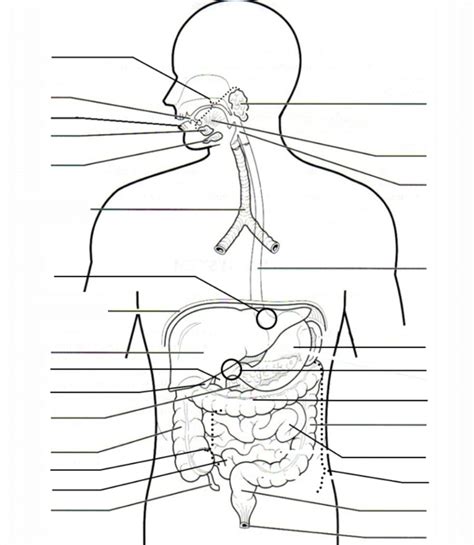 Digestive Organs Diagram Quizlet