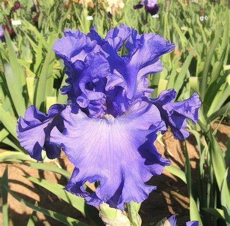 Photo Of The Bloom Of Tall Bearded Iris Iris Yaquina Blue Posted By