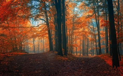 Landscape Nature Fall Path Forest Crossroads Leaves Trees Mist