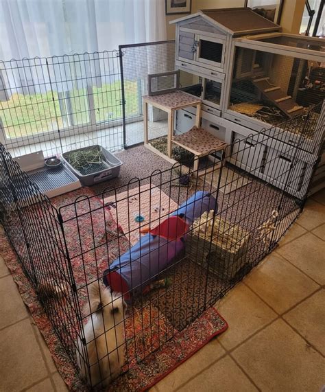 Indoor Rabbit Cage Setup For Happy Healthy Bunnies