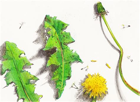 childrens book story   dandelion  behance