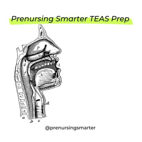 ATI TEAS Science Anatomy Physiology Study Tips Prenursing Smarter