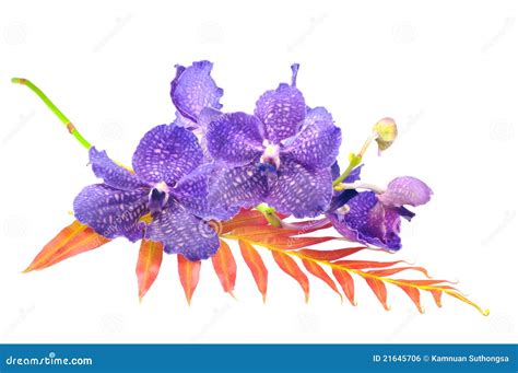 Orchid Vanda Stock Photo Image Of Orchid Ornamental 21645706