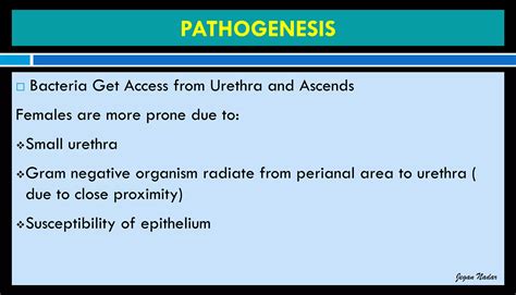 Pathophysiology Of Urinary Tract Infection Ppt