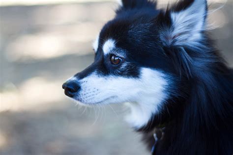 Beautiful Alaskan Klee Kai photo and wallpaper. Beautiful Beautiful ...