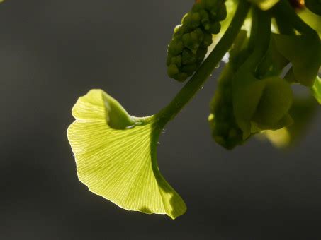 Gratis Billeder Tr Natur Blad Blomst Kronblad Gr N Fremstille