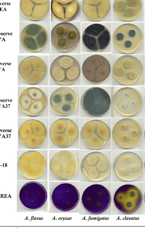 Colony Morphology Of A Flavus A Oryzae A Fumigatus A Clavatus Download Scientific