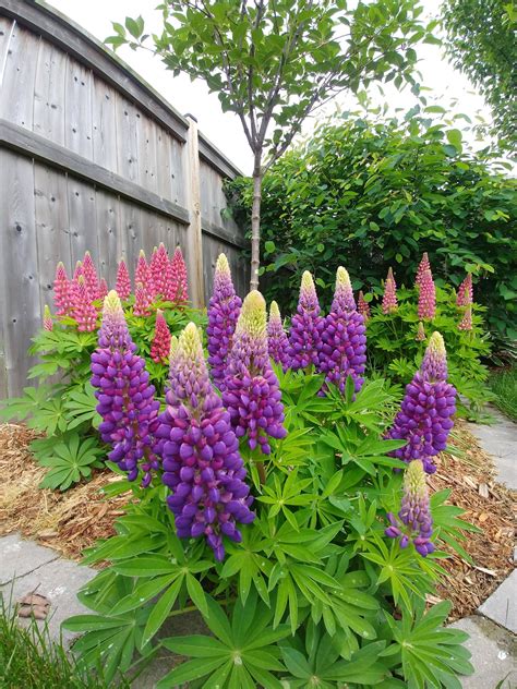 Lupine Loving The Cool Spring Rgardening