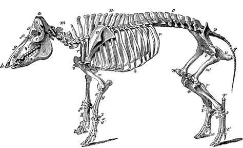 Skeleton Of A Hog ClipArt ETC