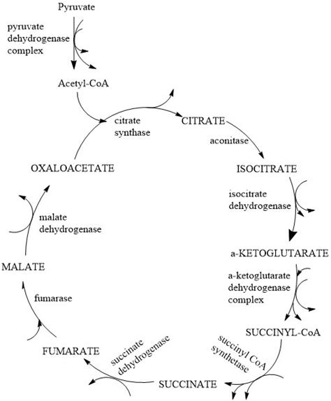 Citric Acid Cycle Diagram Quizlet