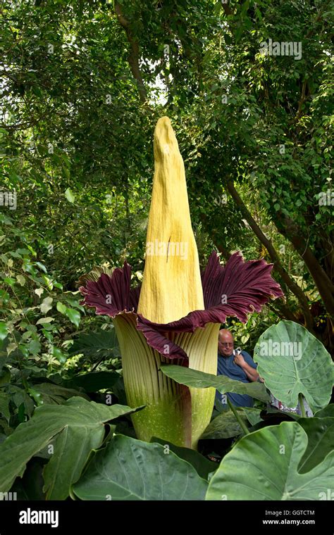 Amorphophallus Titanum Conocida Como La Titan Arum Fotografía De Stock