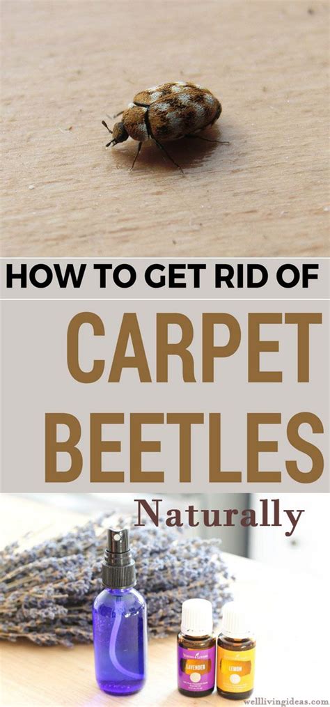 How To Get Rid Of Carpet Beetles Naturally On Your Own Carpet Beetle