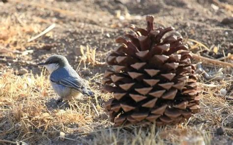 Pygmy nuthatch - Facts, Diet, Habitat & Pictures on Animalia.bio