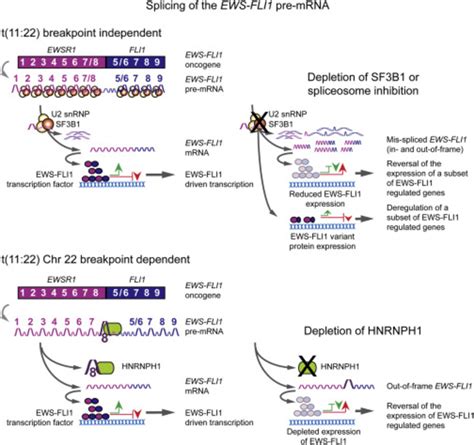 The Altered Splicing of EWS-FLI1 Results in Disruption of Its Activity ... 