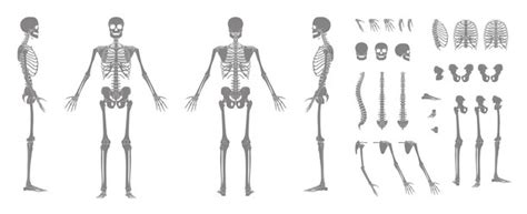 Skeleton Silhouette Human Body Hands Legs Chests Vector Image
