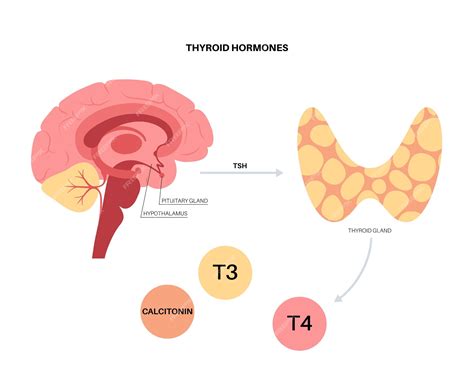 Diagrama Del Sistema De La Glándula Tiroides Ilustración Del Vector De