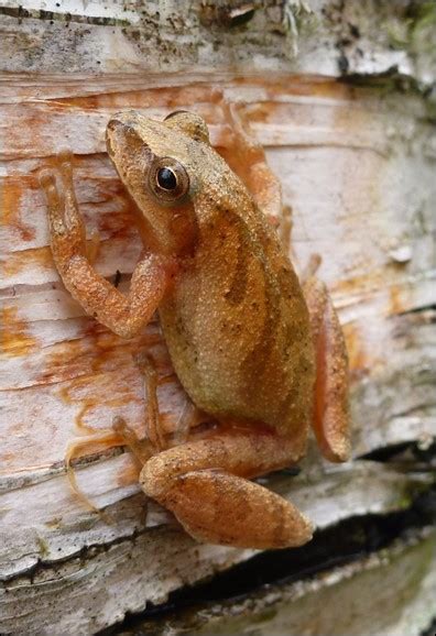 Amphibian Monitoring At Grand Portage National Monument 2015 2019 Us