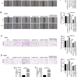 Mgat Is Involved In Cervical Cancer Metastasis Promoted By Exosomal