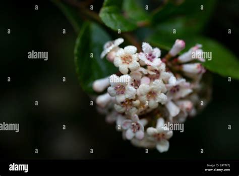 Viburnum Suspensum Fotografías E Imágenes De Alta Resolución Alamy