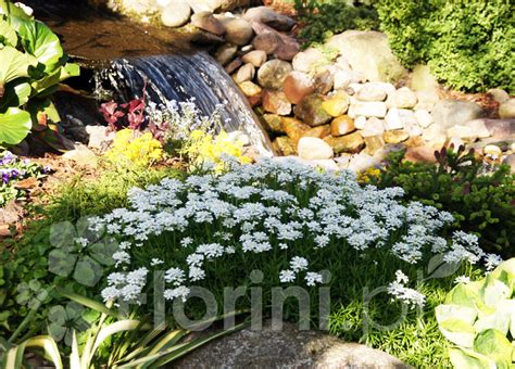 Ubiorek Wieczniezielony Appen Etz Iberis Sempervirens Byliny